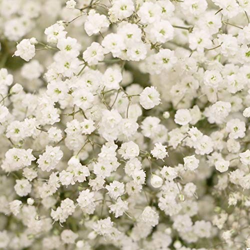 Annual Baby's Breath Flower Seeds