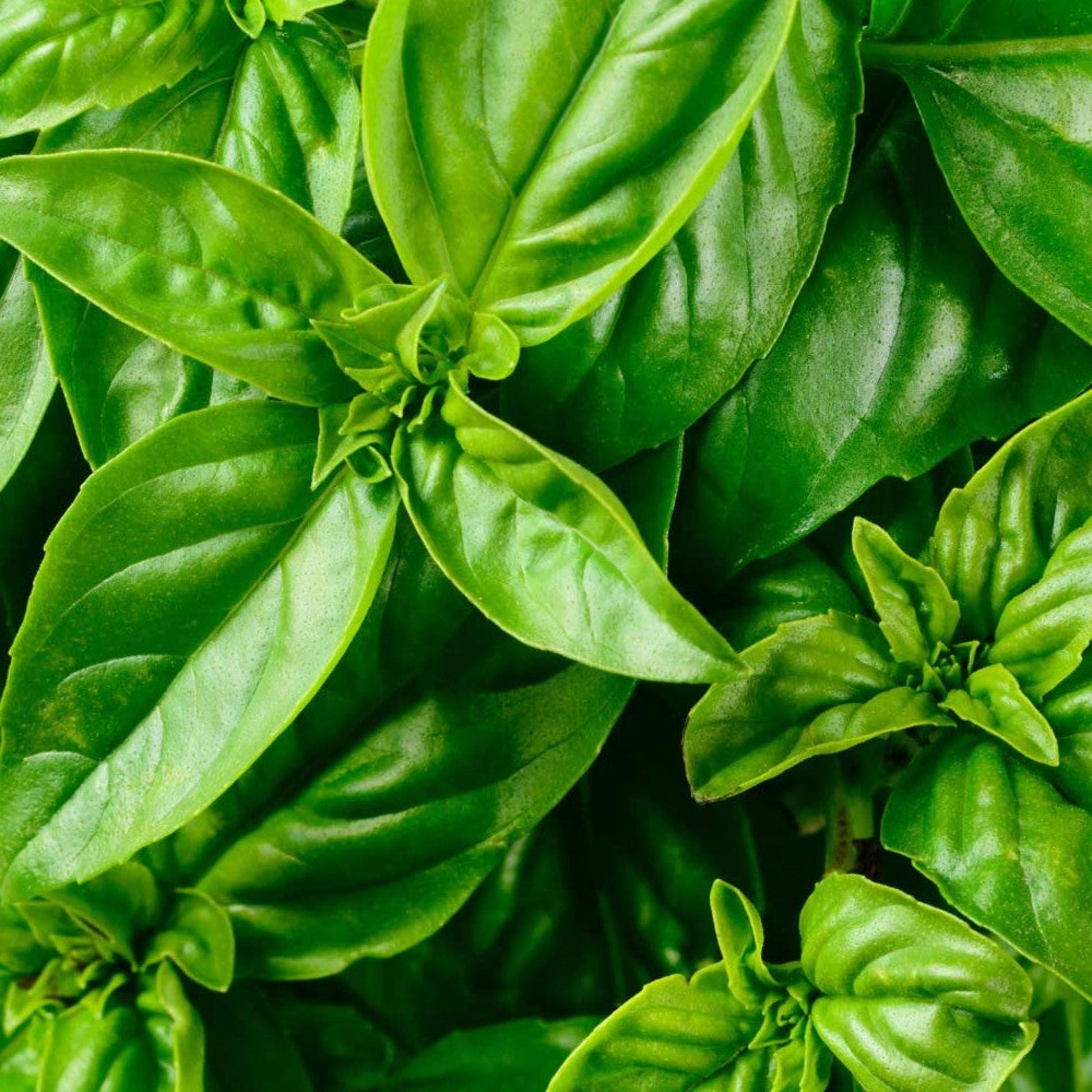 Close-up of Fresh Italian Large Leaf Basil garden Gros plan du jardin de basilic italien frais à grandes feuilles