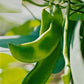 Henderson Lima Bean Seeds: Perfect for Home Gardens Graines de haricots Henderson Lima : parfaites pour les jardins familiaux