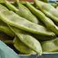 Sow Henderson Lima Bean Seeds Hearty Harvest Semez les graines de haricots de Lima Henderson Récolte copieuse
