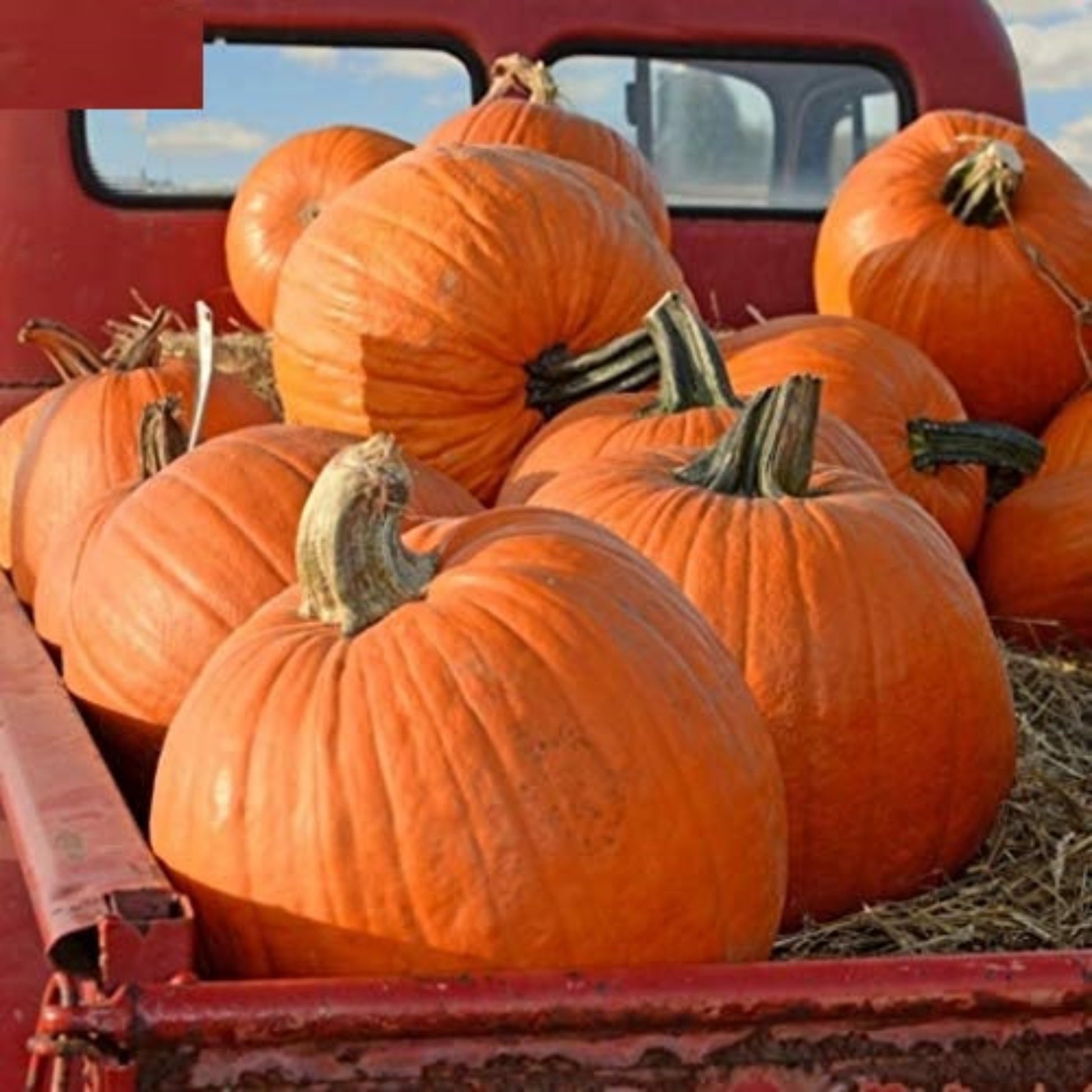 Bunch of harvest Pumpkin in the truck Boucle de citrouille de récolte dans le camion