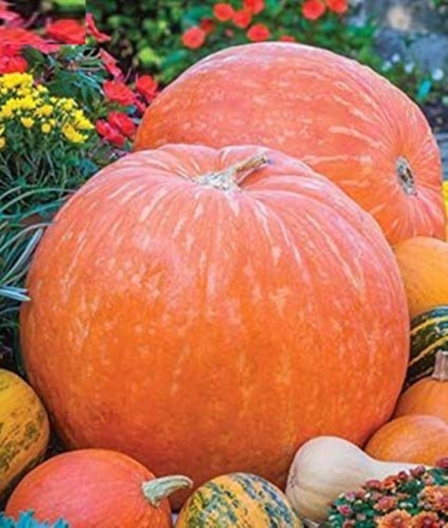 Large Orange Pumpkin Grand citrouille orange