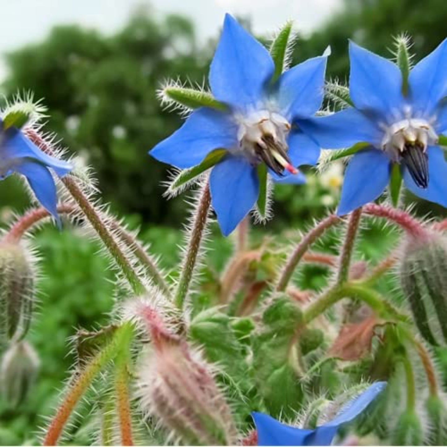 Healthy Borage seeds for herbal remedies Graines de bourrache saines pour remèdes à base de plantes