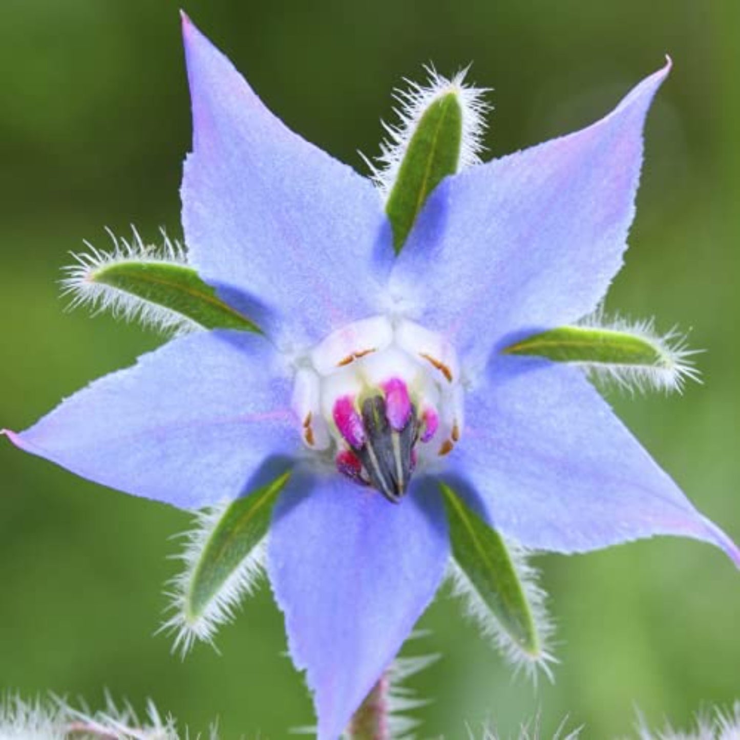 Close-up view of Borage ideal for backyard gardening Vue rapprochée de la bourrache idéale pour le jardinage dans la cour