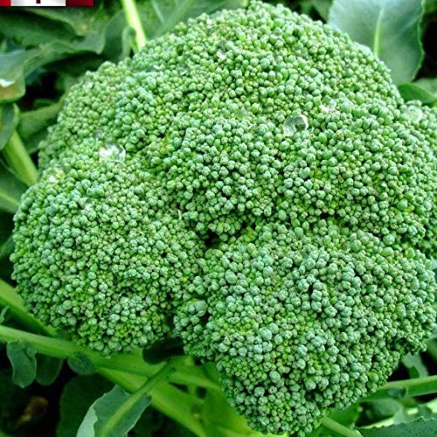 close-up view of fresh Calabrese Green Sprouting Broccoli vue rapprochée du brocoli vert frais de Calabrese