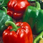 California Wonder bell peppers Les poivrons de California Wonder