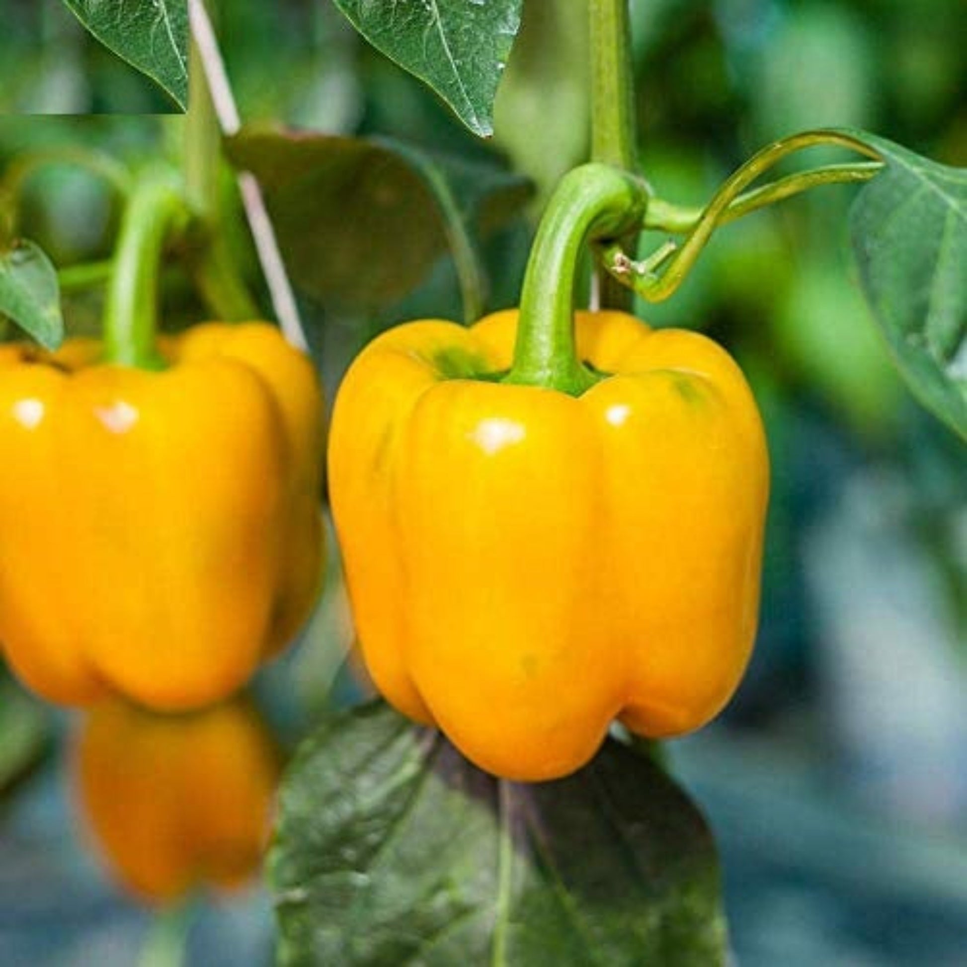 Sow Golden Pepper Seeds - Begin Growing Semer des graines de poivre doré - Commencer à cultiver