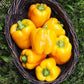 Golden Pepper Seeds - Plant and Enjoy Graines de poivre doré – Plantez et savourez 