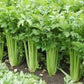 Close-up view of healthy Tall Utah Celery Vue rapprochée du céleri Tall Utah en bonne santé