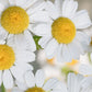 Close-up of German Chamomile herb Gros plan de l'herbe de camomille allemande