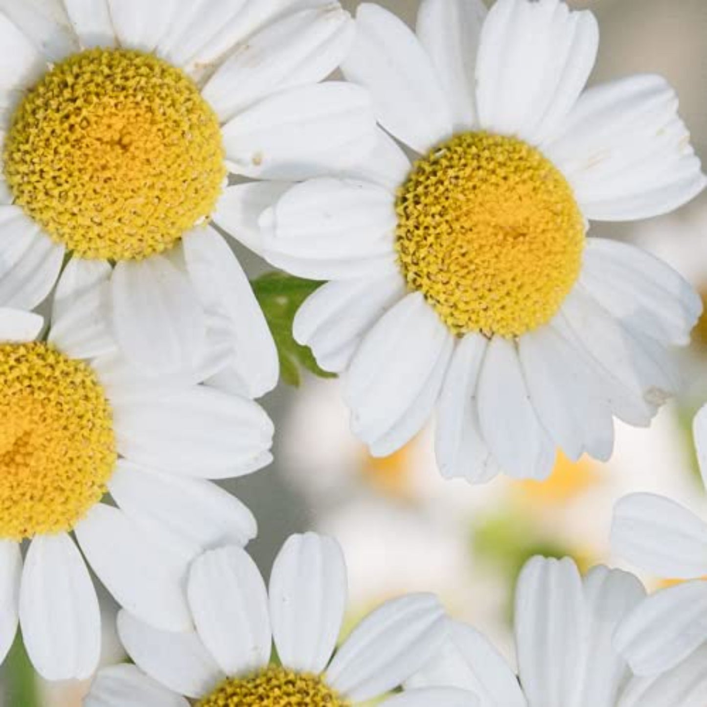 Close-up of German Chamomile herb Gros plan de l'herbe de camomille allemande