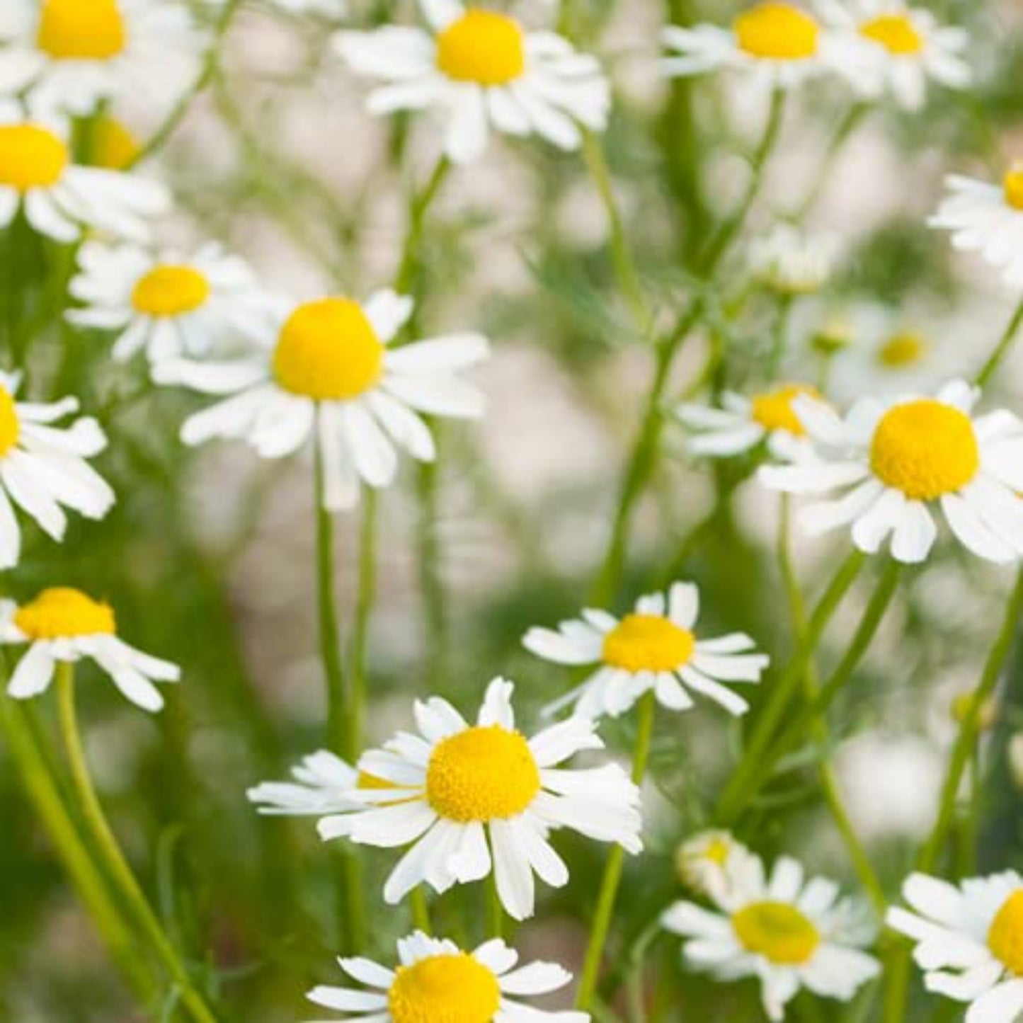 Fresh German Chamomile herb for home gardening Herbe fraîche de camomille allemande pour le jardinage domestique