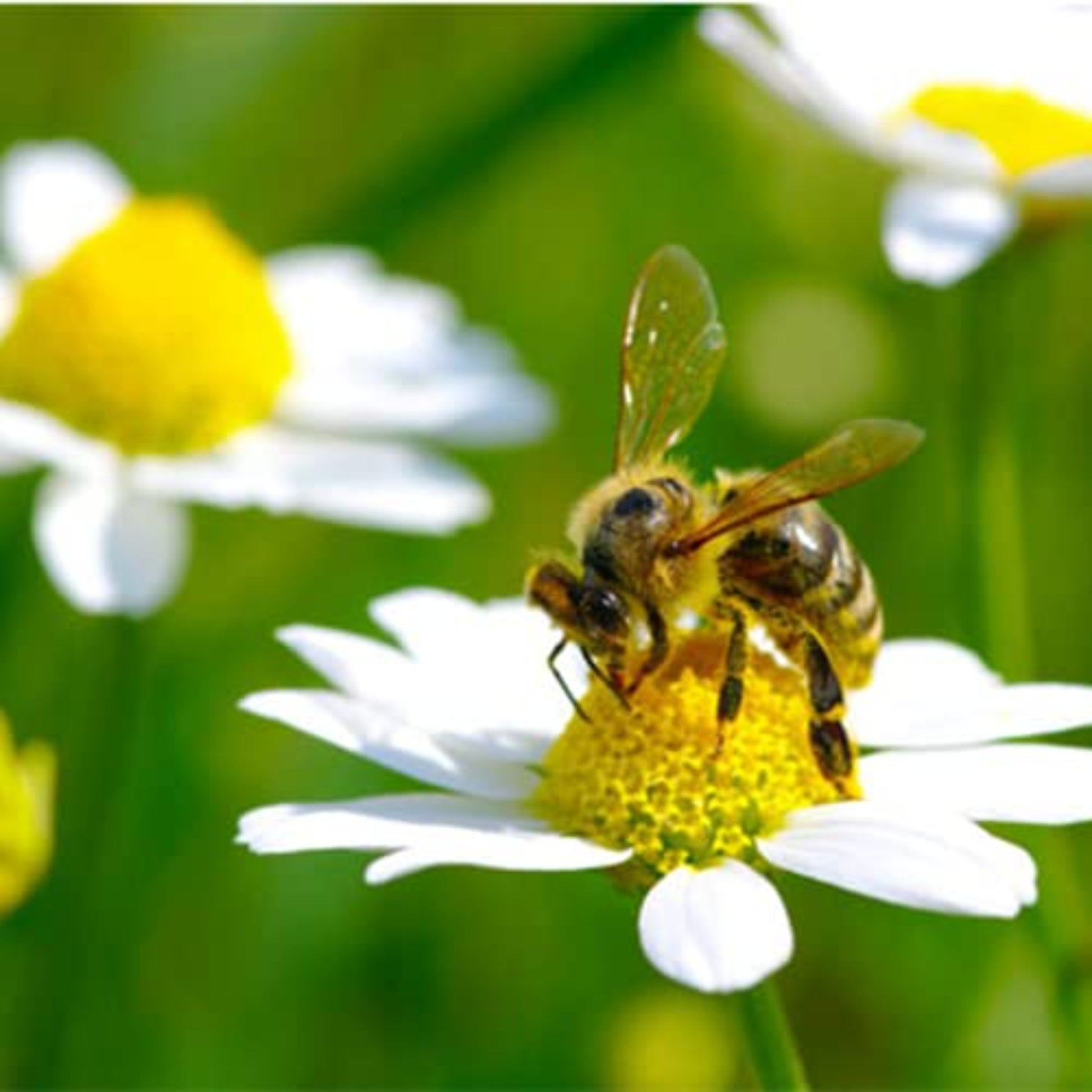 German Chamomile herb seeds for pollinator-friendly gardens Graines de camomille allemande pour des jardins respectueux des pollinisateurs