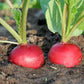 Champion Radish: a staple in home gardens Radis champion : un incontournable des jardins familiaux
