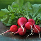 bunch of Champion radish placed on a table bouquet de radis Champion posé sur une table
