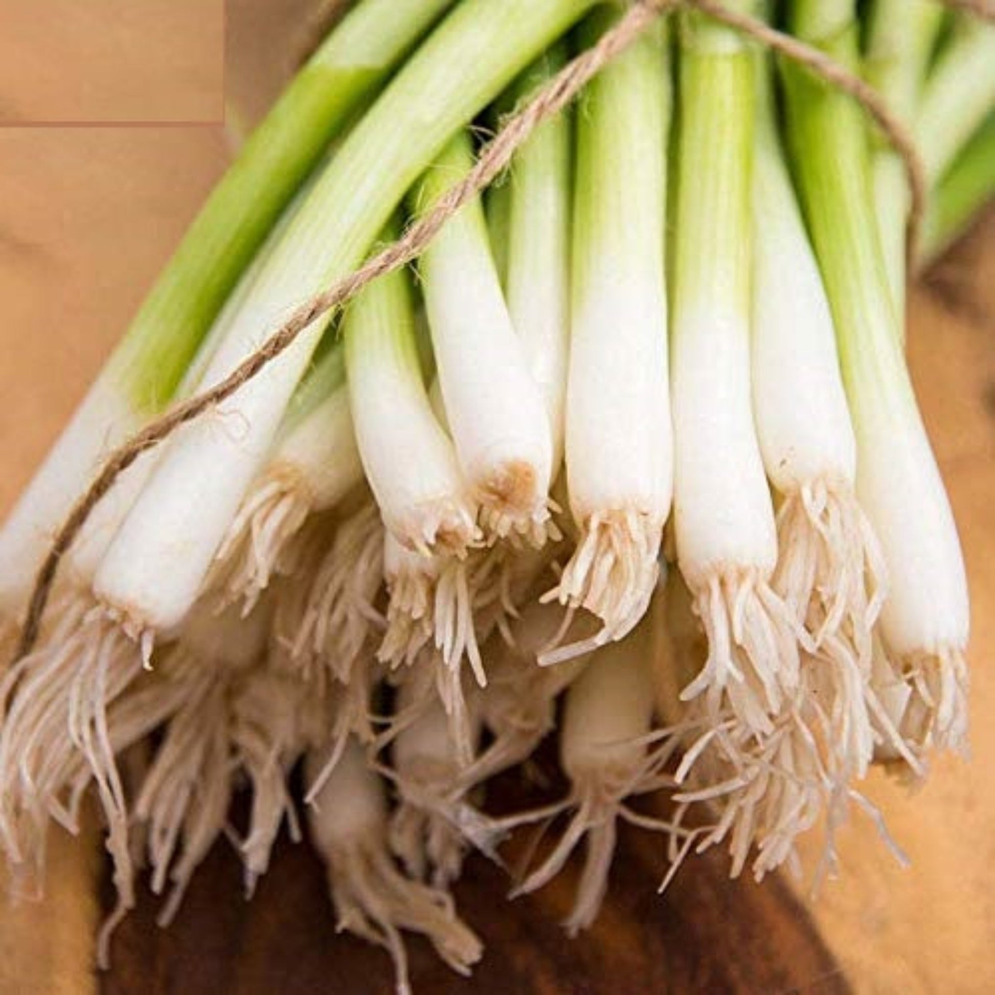 Evergreen Long White Bunching Seeds for Harvests Graines à feuilles persistantes longues et blanches pour les récoltes 