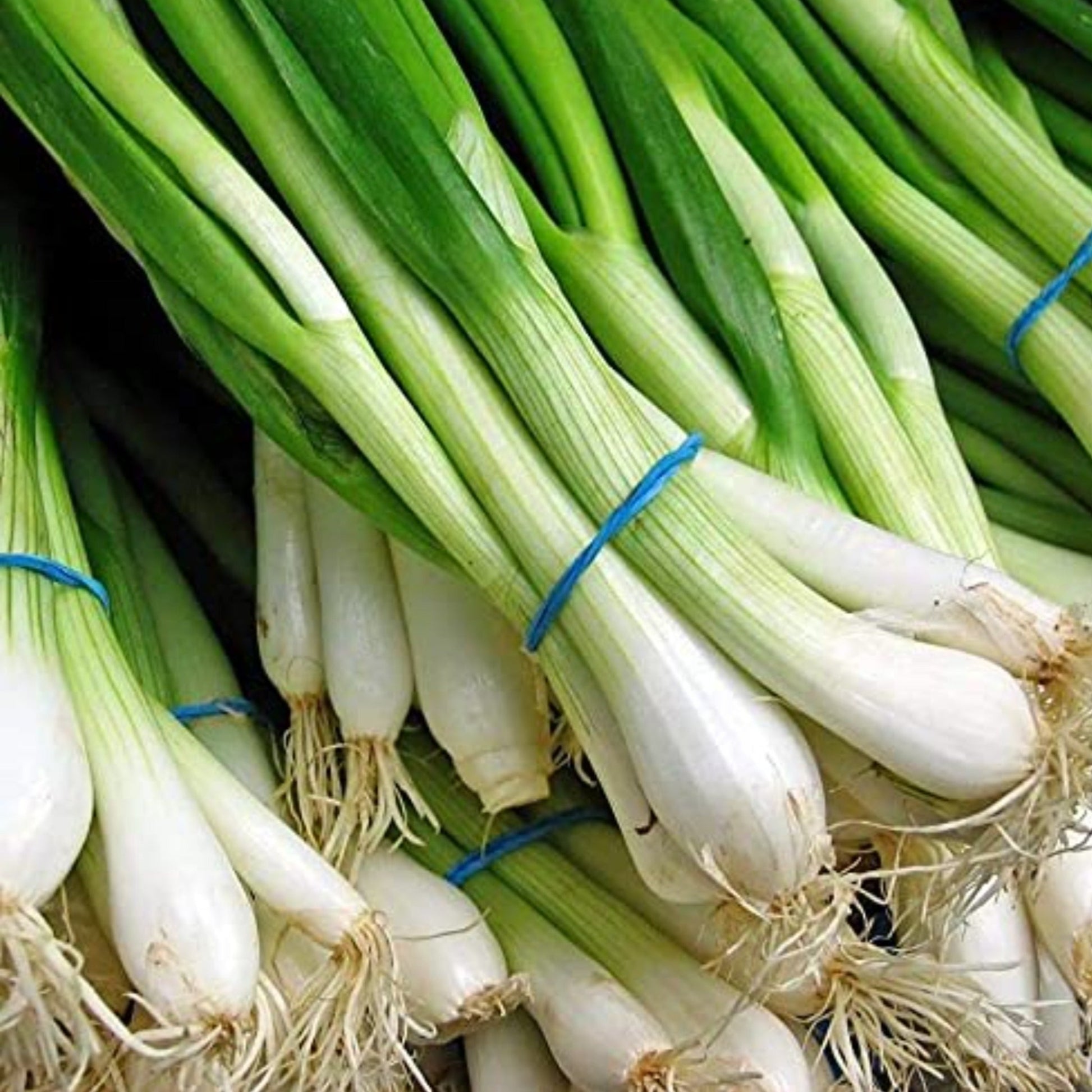 Patch with Evergreen Long White Bunching Onion Seed avec des graines d'oignon blanches à feuilles persistantes 