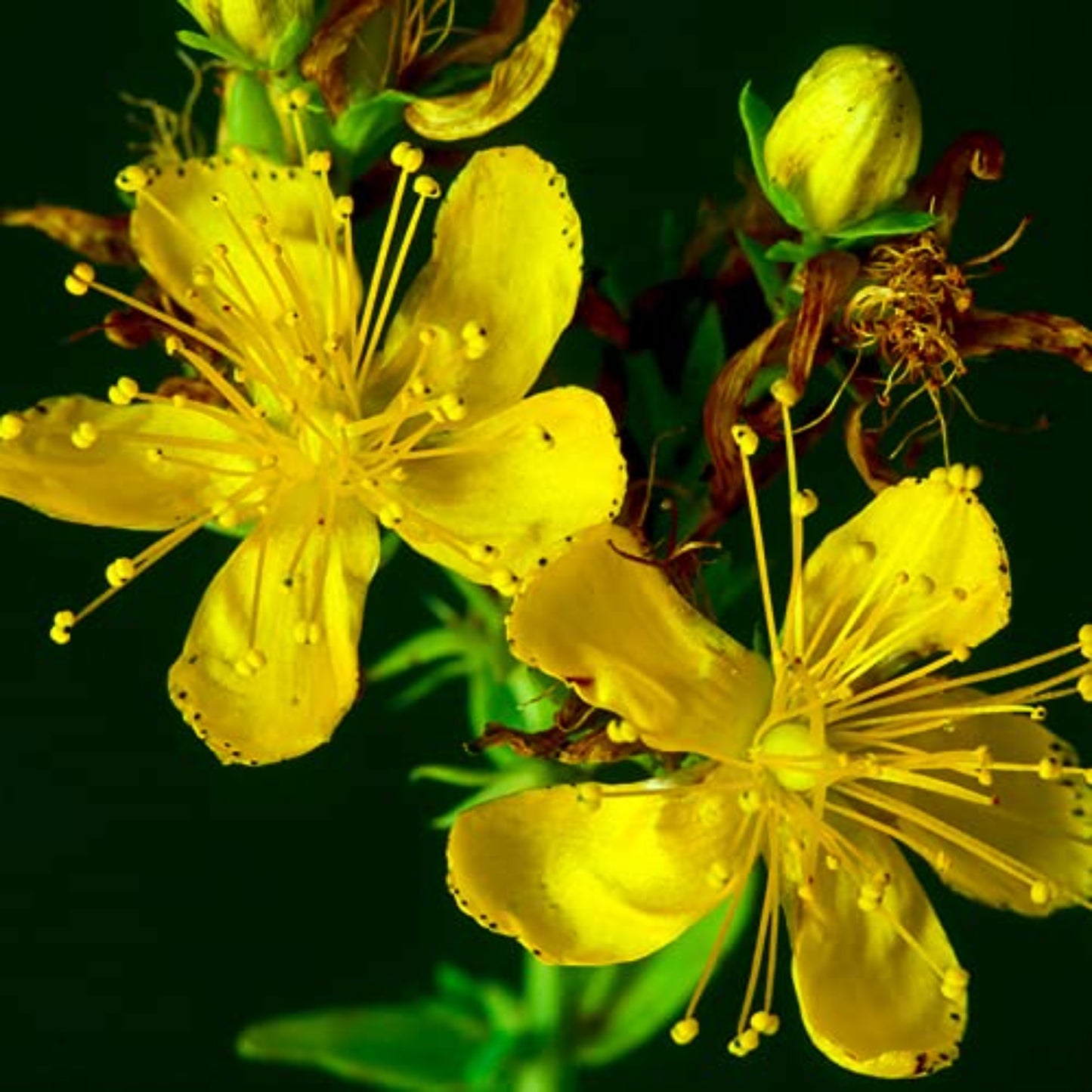 Great St. John's Wort Seeds - Cultivate Health and Beauty Grandes graines de millepertuis - Cultivez la santé et la beauté