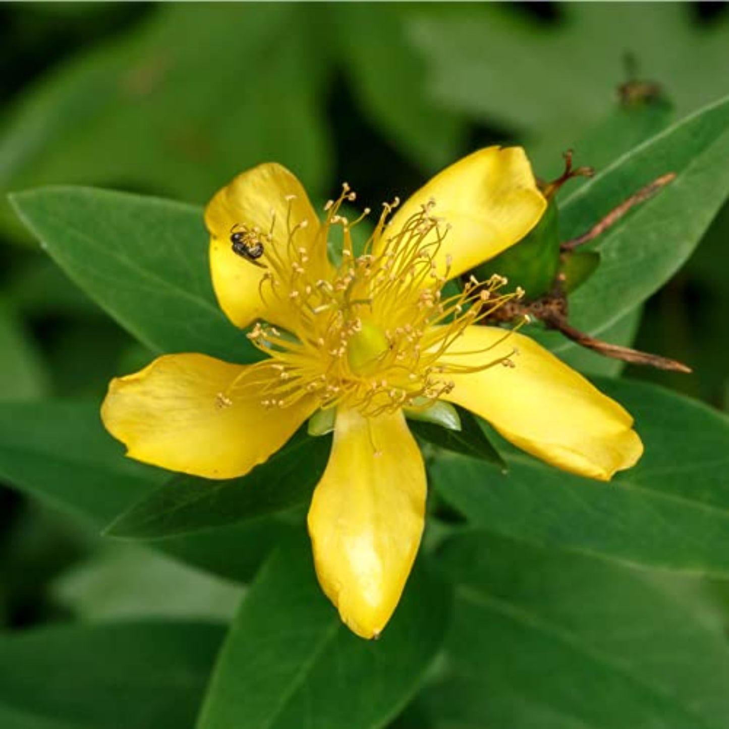 Great St. John's Wort Seeds - Plant for Wellness Grandes graines de millepertuis - Plante pour le bien-être