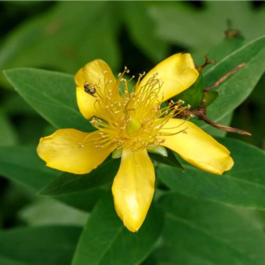 Great St. John's Wort Seeds - Plant for Wellness Grandes graines de millepertuis - Plante pour le bien-être