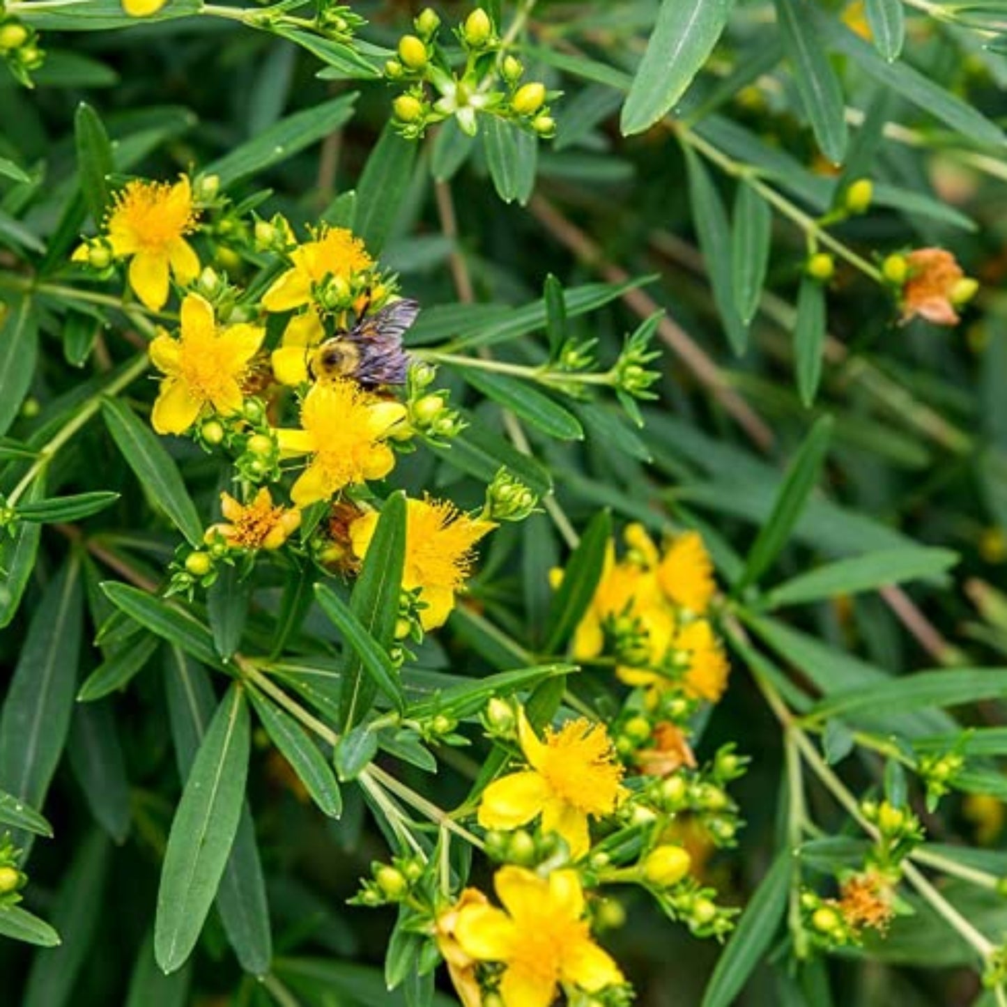 Great St. John's Wort Seeds - Enhance Your Garden Grandes graines de millepertuis – Améliorez votre jardin