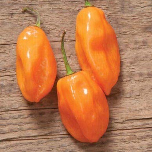 Habanero pepper seeds, small, ideal for spicy dishes Graines de piment Habanero, petites, idéales pour les plats épicés