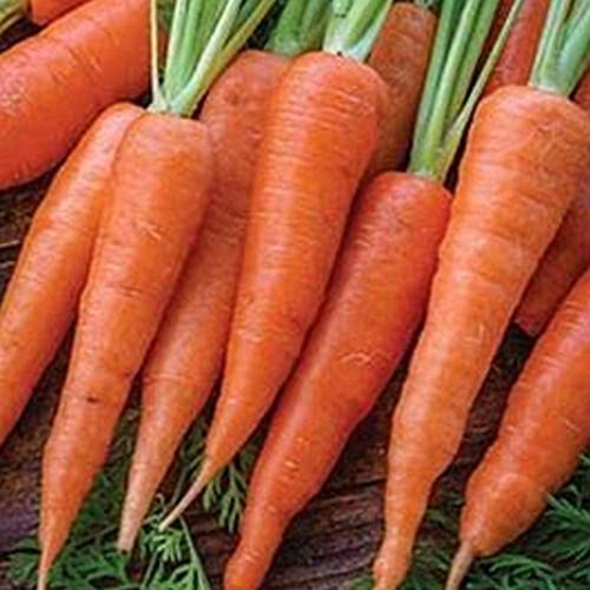 Close-up of Half Long Danvers Carrot Seeds Gros plan des graines de carotte Danvers mi-longues