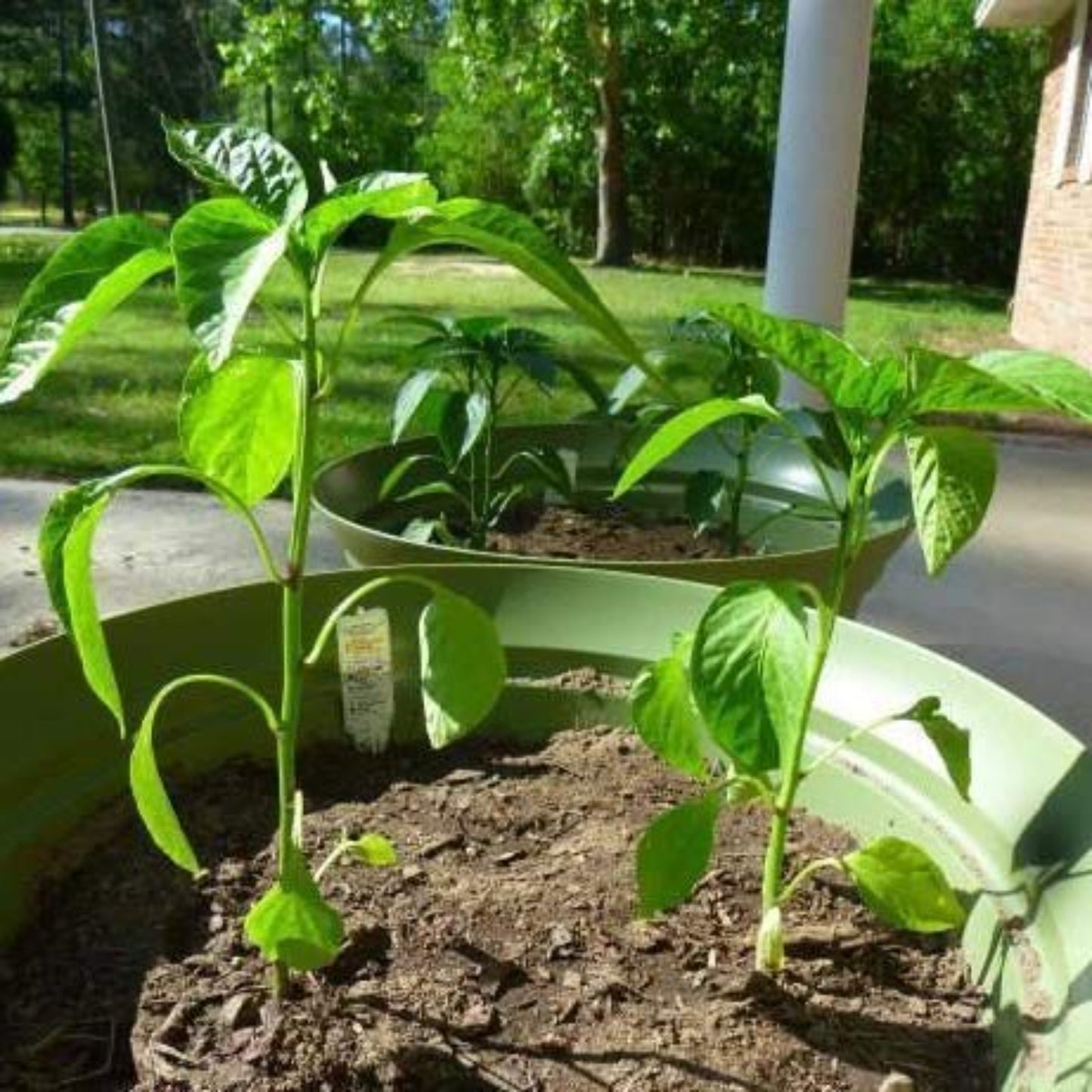 Hungarian Hot Pepper on the Pot Piment hongrois sur le pot