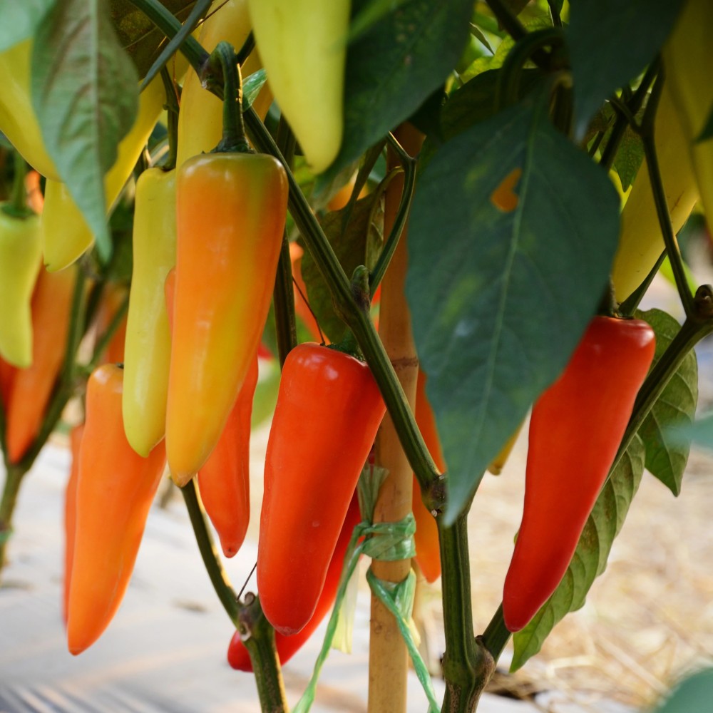 bunch of hungarian hot pepper bouquet de piment hongrois