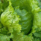 Freshly Picked Iceberg Iceberg fraîchement cueilli