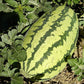 Image of Jubilee watermelon seeds with natural lighting Image de graines de pastèque Jubilee avec éclairage naturel