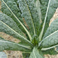Fresh Lacinato kale leaves, dark and textured Feuilles de chou frisé Lacinato fraîches, foncées et texturées