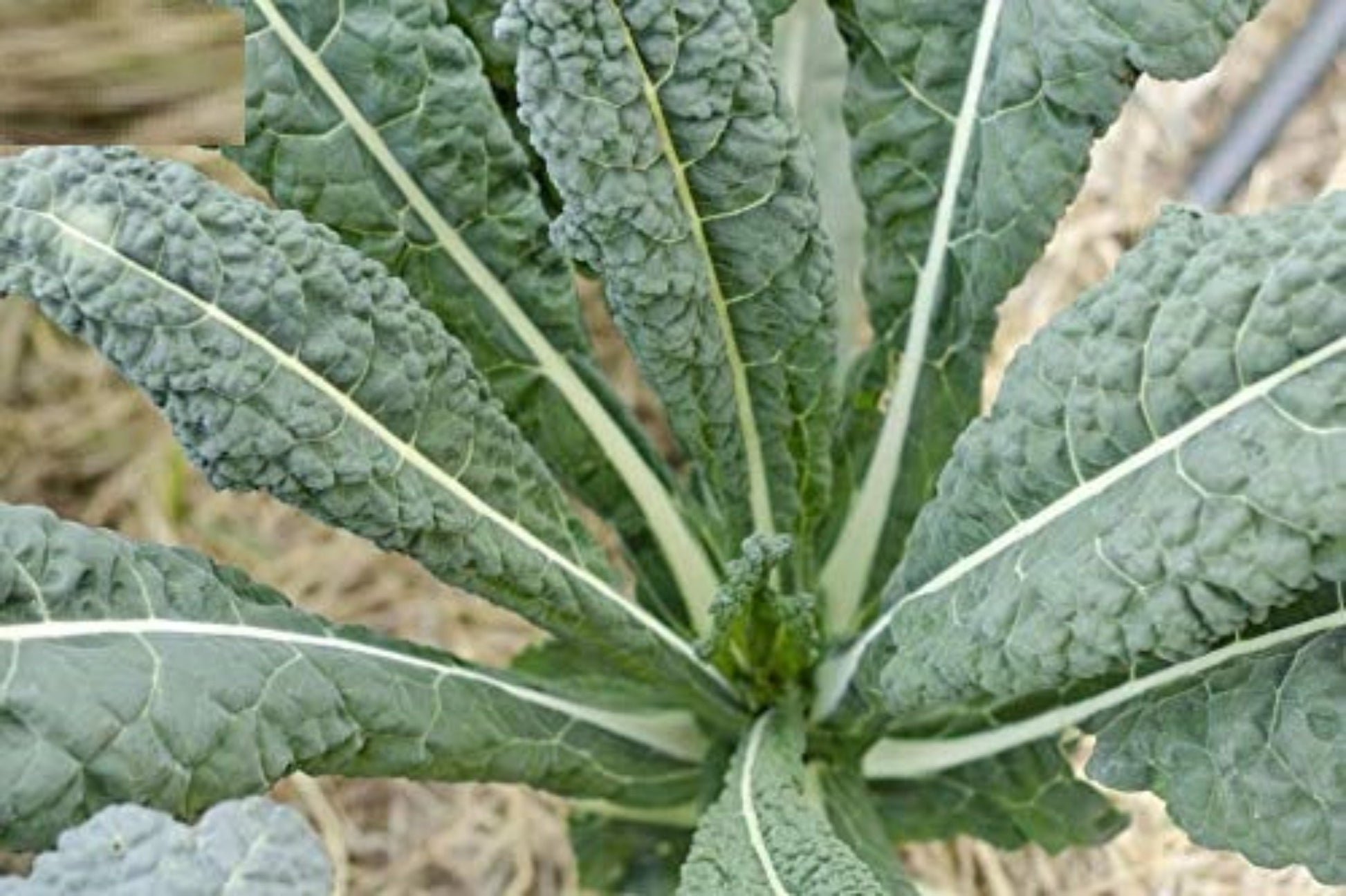 Fresh Lacinato kale leaves, dark and textured Feuilles de chou frisé Lacinato fraîches, foncées et texturées