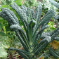Dinosaur kale, also known as Lacinato, in bunches Chou frisé dinosaure, également connu sous le nom de Lacinato, en bottes