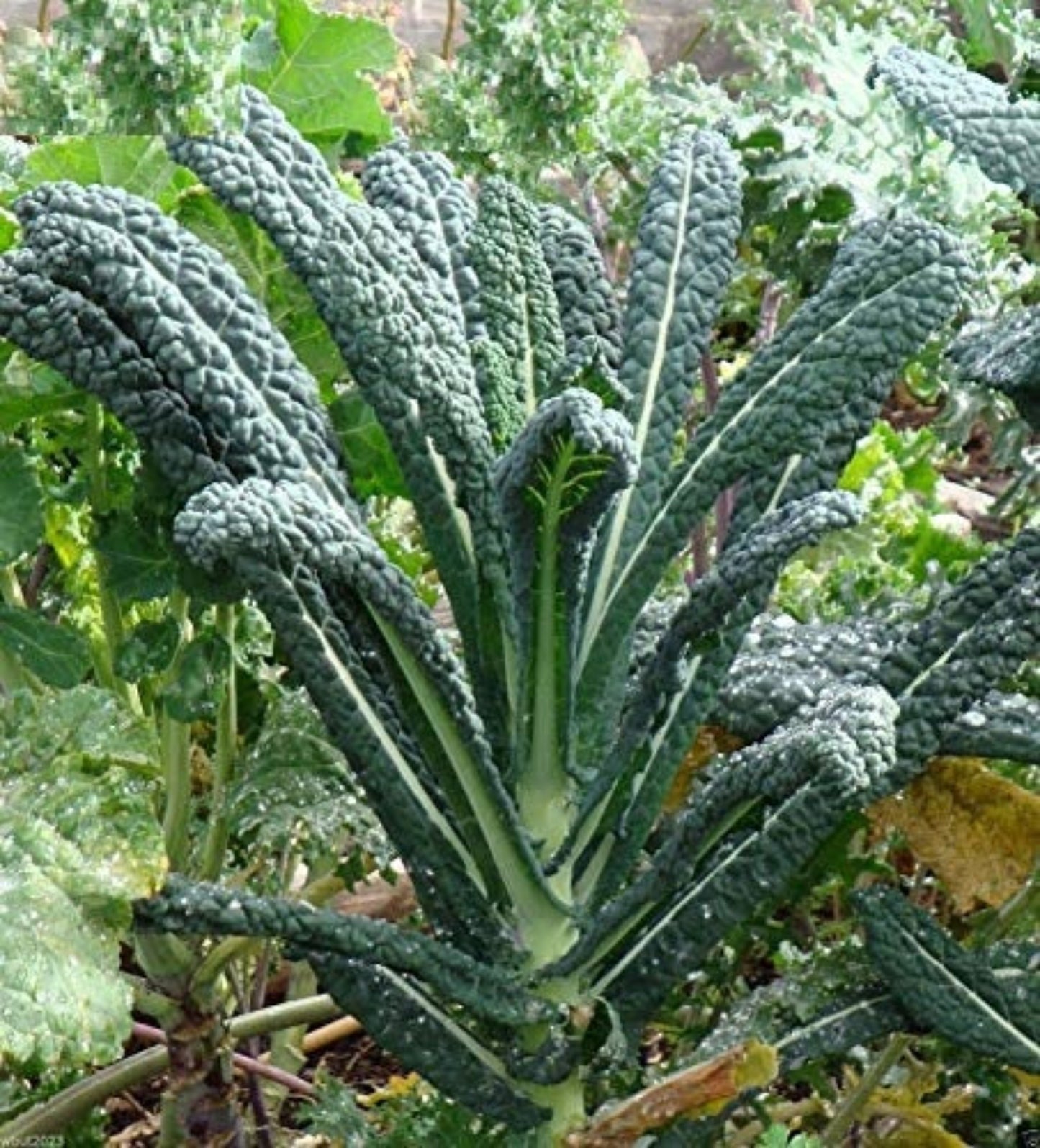 Dinosaur kale, also known as Lacinato, in bunches Chou frisé dinosaure, également connu sous le nom de Lacinato, en bottes