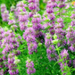 Lemon mint herb with pale purple flowers Herbe de menthe citronnée aux fleurs violet pâle