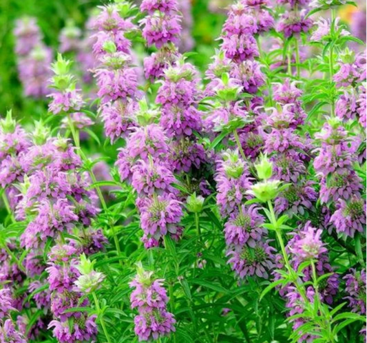 Lemon mint herb with pale purple flowers Herbe de menthe citronnée aux fleurs violet pâle