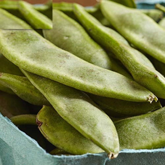 Healthy King of the Garden Lima Bean for Your Garden Haricot de Lima, roi sain du jardin, pour votre jardin