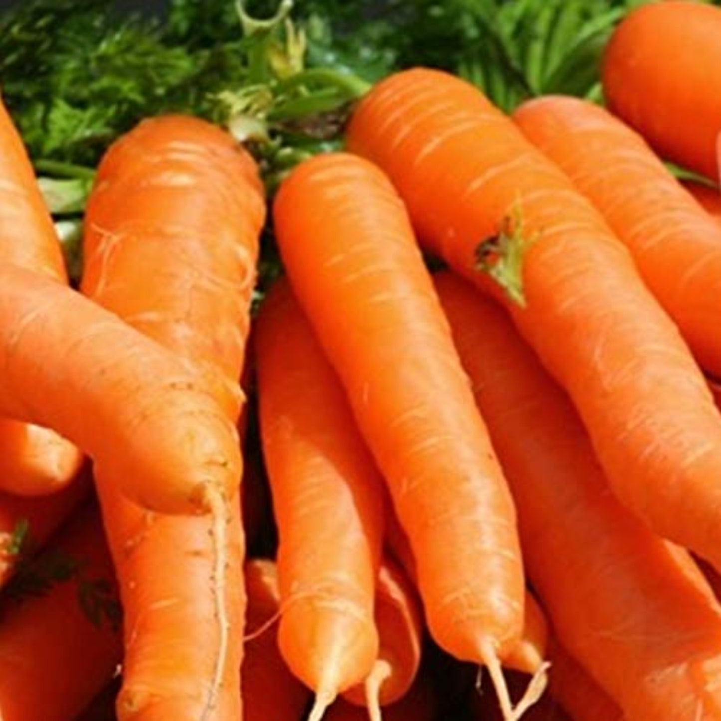 Vibrant orange Little Finger carrots Carottes Little Finger orange vif