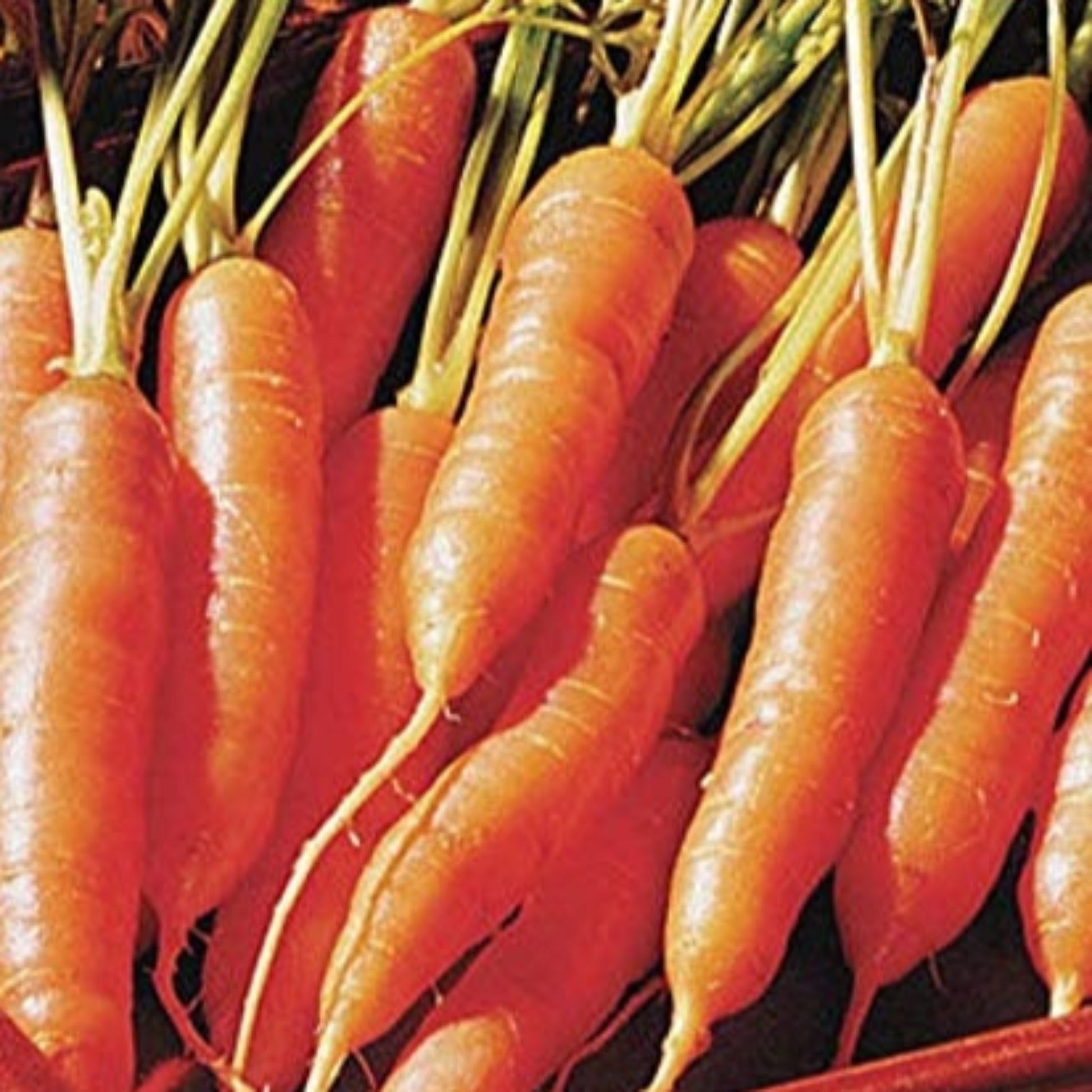 Juicy and crisp Little Finger carrots Carottes Little Finger juteuses et croustillantes