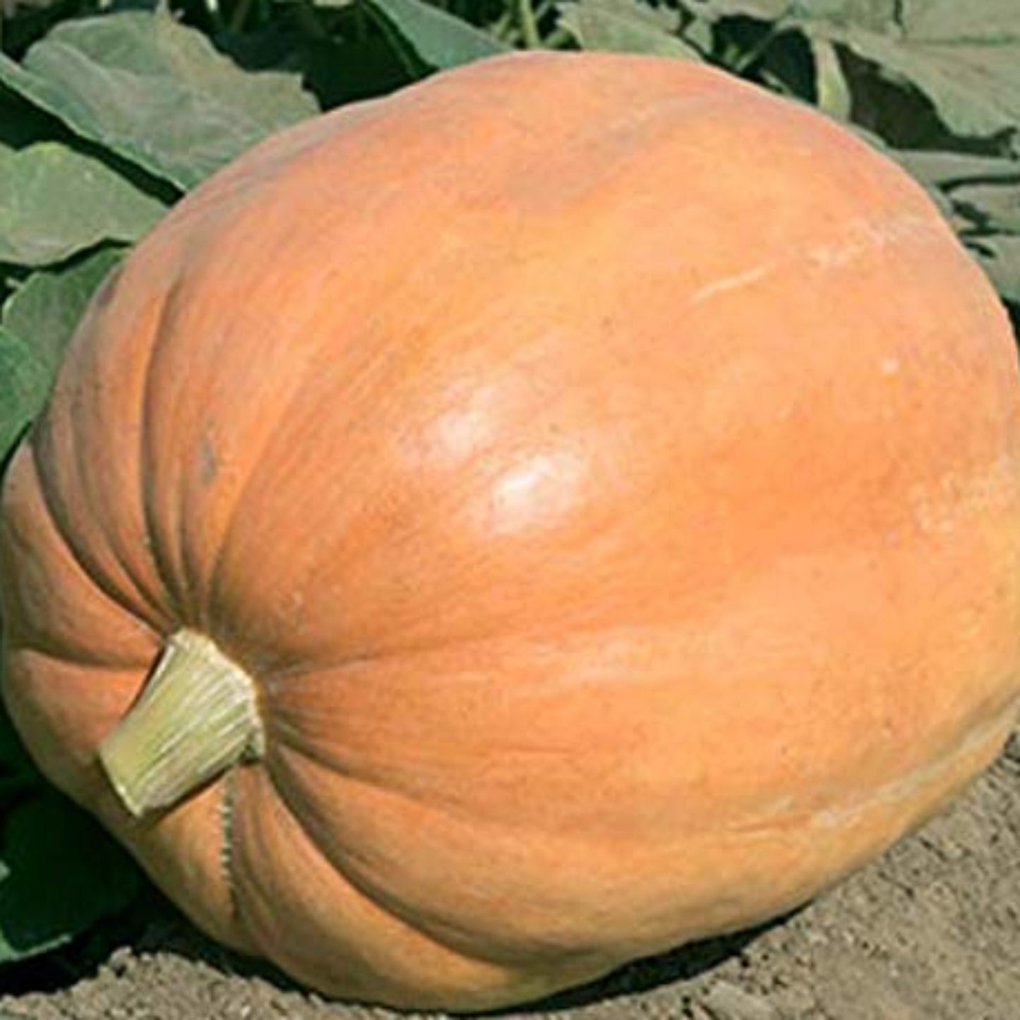 Mammoth Gold Pumpkin: A Giant Harvest Citrouille Mammoth Gold : une récolte géante