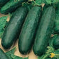 Fresh Marketmore 76 Cuke Seeds Fresh Marketmore 76 graines de chocolat