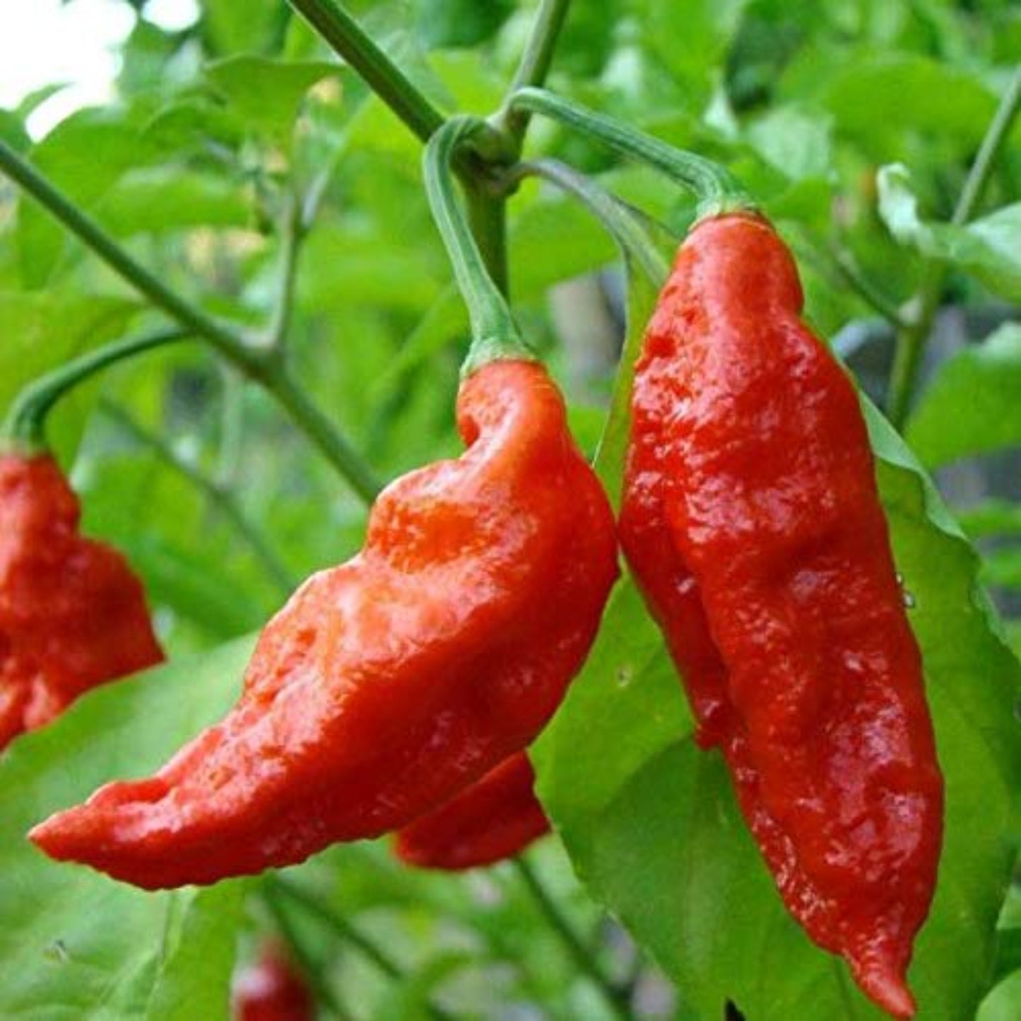 A handful of Habanero Mayan Red Hot Seeds ready for sowing Une poignée de graines Habanero Mayan Red Hot prêtes à être semées