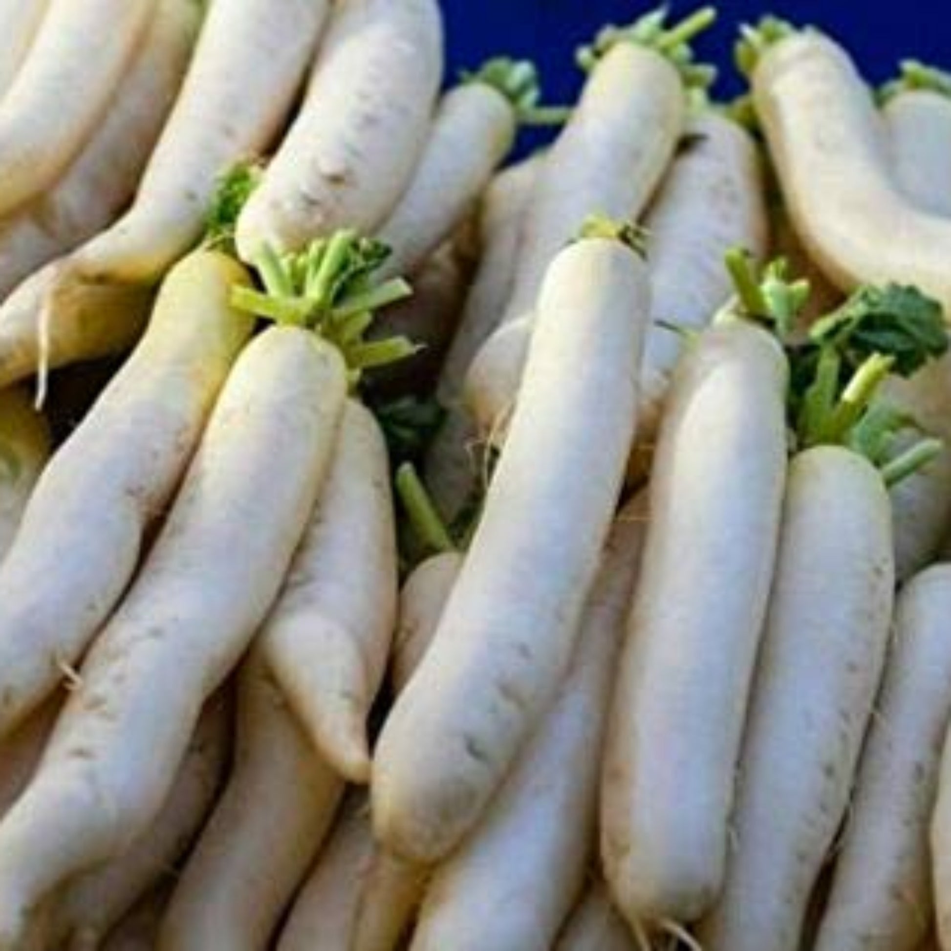 Fresh and crisp Minowase Daikon Radish Radis Minowase Daikon frais et croustillants