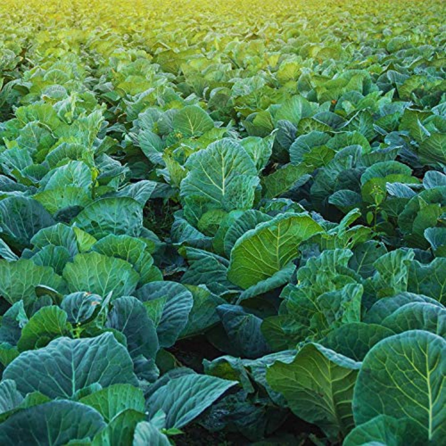 Healthy Morris Heading Collard Crop Récolte de chou vert en bonne santé