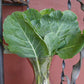 Morris Heading Collard Plant Close-Up in vase Morris, rubrique, chou vert, plante, gros plan, dans, vase