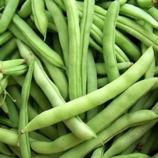 White Half-Runner Beans: Classic Flavor Haricots blancs demi-coureurs : saveur classique