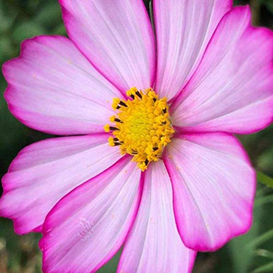 Charming picotee cosmos with dark pink-edged petals Charmant cosmos picotee avec des pétales sombres à bords roses