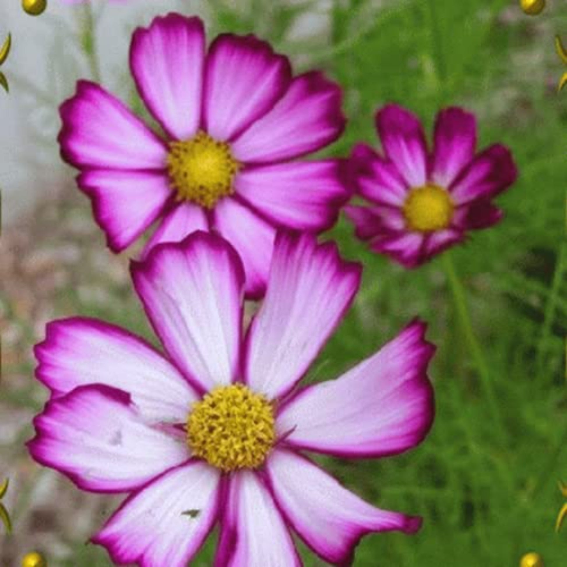 Delicate picotee cosmos blossom in the garden Délicate picotee cosmos fleurissent dans le jardin