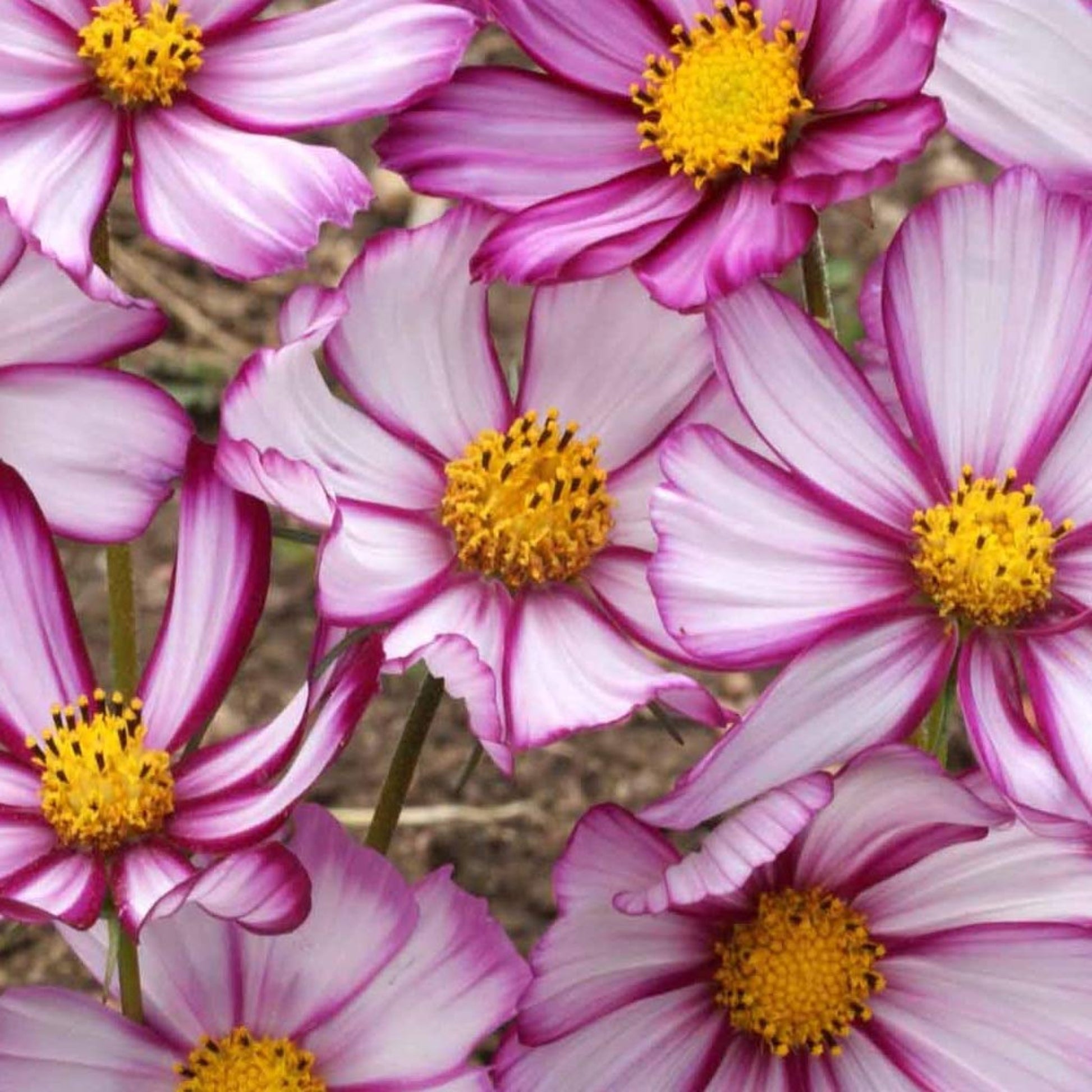 Elegant picotee cosmos flower in full bloom Élégante fleur de cosmos picotee en pleine floraison